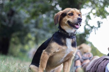 Açık havada küçük şirin köpek portresi.