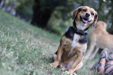 Açık havada küçük şirin köpek portresi.