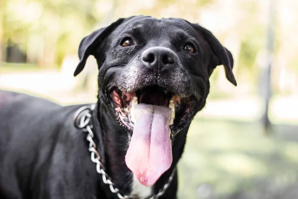 Pitbull Perro Retrato Guiño Sonriente Día Soleado — Foto de Stock