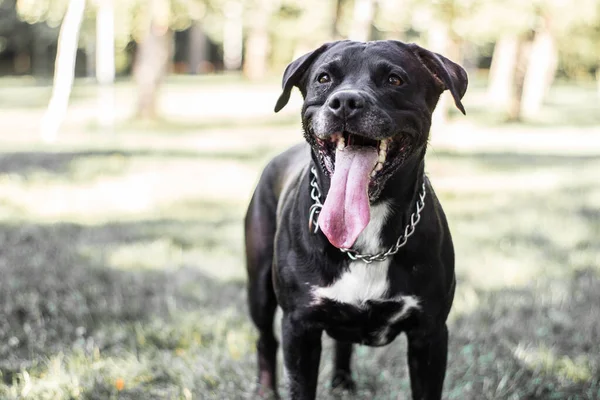 Pitbull Dog Portrait Winking Smiling Sunny Day — Stock fotografie