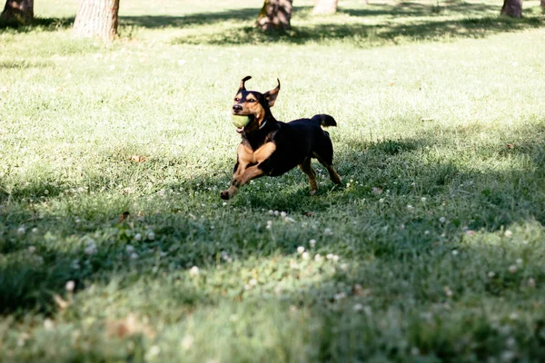 Glücklicher Hund Der Mit Ball Auf Grünem Gras Spielt Stadtpark — Stockfoto