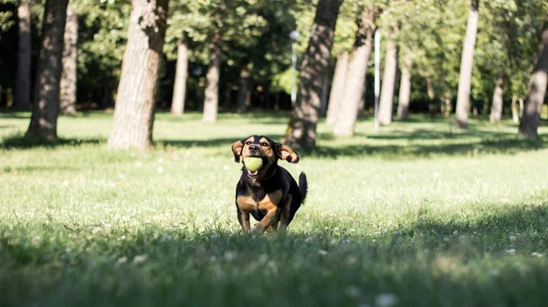 Happy Pet Dog Playing Ball Green Grass City Park —  Fotos de Stock