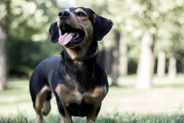 Портрет Милого Собаки Відпочиває Міському Парку — стокове фото