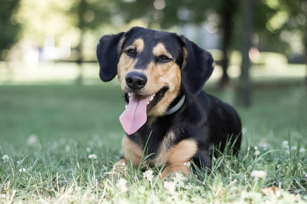 Портрет Милого Собаки Відпочиває Міському Парку — стокове фото