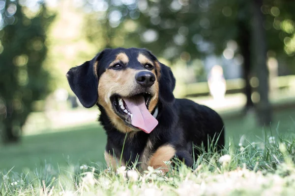 Portret Uroczego Psa Odpoczywającego Parku Miejskim — Zdjęcie stockowe