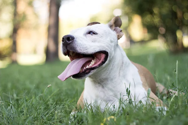 Friendly Dog Tiene Una Gran Sonrisa — Foto de Stock