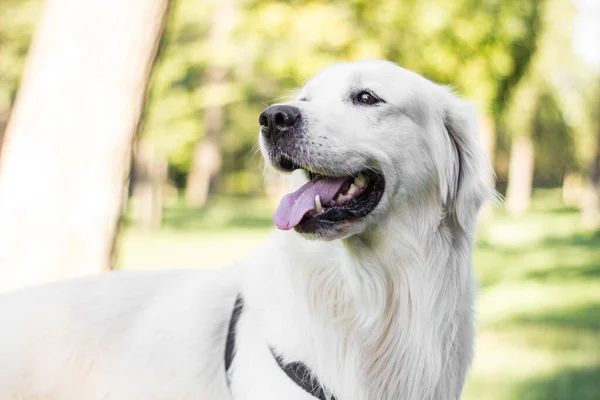 Halk Parkında Oynayan Golden Retriever Köpeği Portresi — Stok fotoğraf