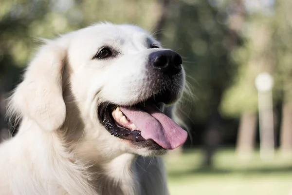 Портрет Золотошукача Собаки Грає Громадському Парку — стокове фото
