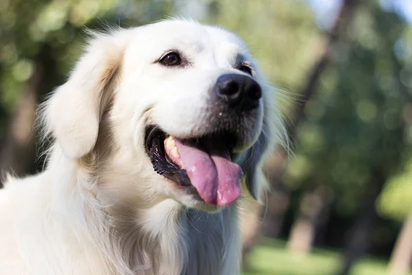 Halk parkında oynayan Golden Retriever köpeği portresi