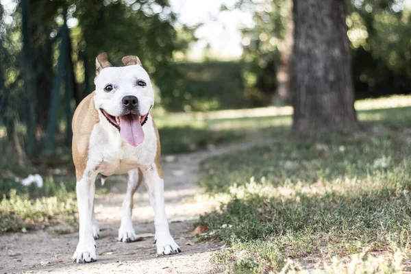 Friendly Dog Duży Uśmiech — Zdjęcie stockowe