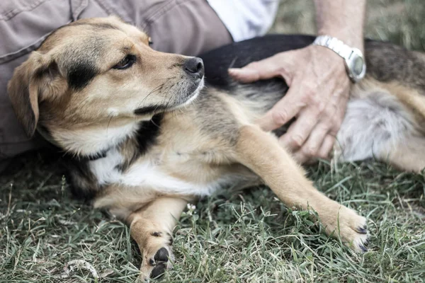 Σκύλος Αγκαλιάζει Τον Ιδιοκτήτη Του Στο Δημόσιο Πάρκο — Φωτογραφία Αρχείου