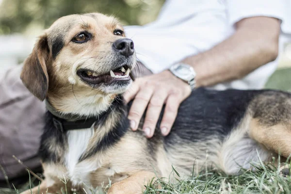 Dog Cuddling His Owner Public Park — Stock fotografie