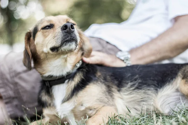 Dog is cuddling with his owner, in the public park