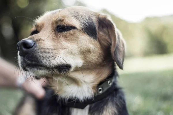 Собака Обнімається Своїм Власником Громадському Парку — стокове фото