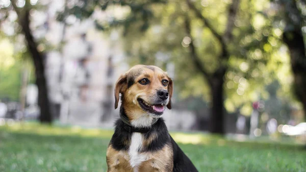Açık havada küçük şirin köpek portresi.