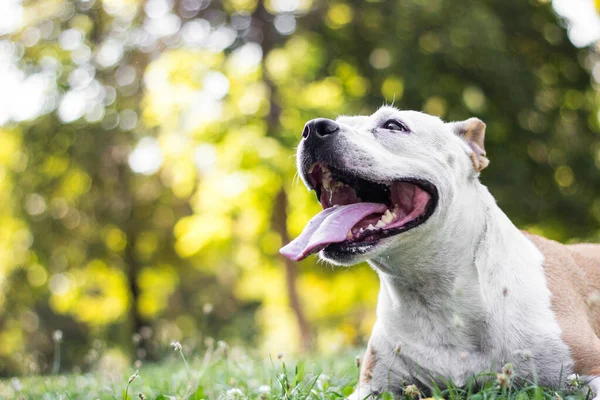 Friendly Dog having a big smile