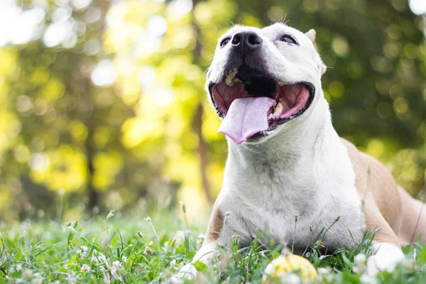 Friendly Dog having a big smile