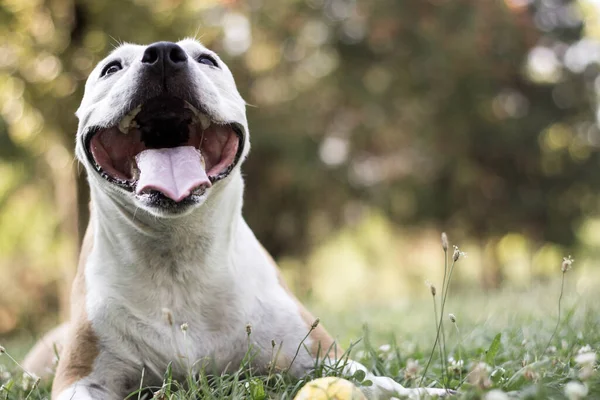 Friendly Dog having a big smile