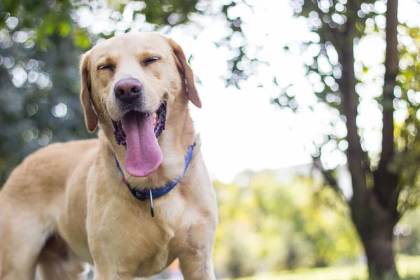 Piękny Pies Labrador Retriever Parku Słoneczny Dzień — Zdjęcie stockowe