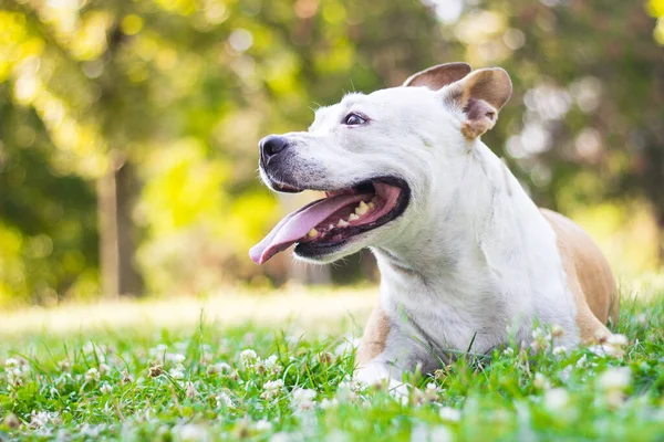 Friendly Dog having a big smile