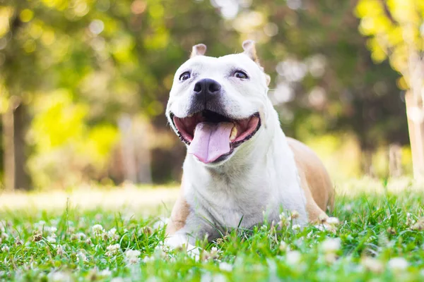 Friendly Dog having a big smile