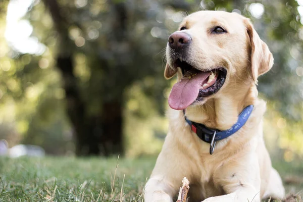 Parktaki güzel Labrador av köpeği, güneşli bir gün.