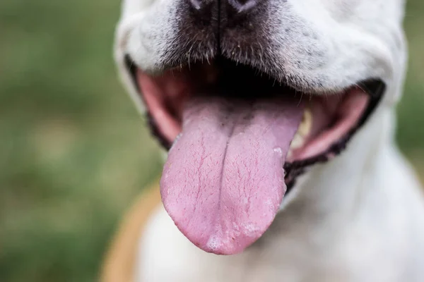Dogs mouth close up . Tongue out