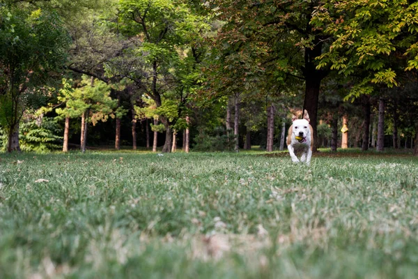 Portrait Happy Dog City Park —  Fotos de Stock