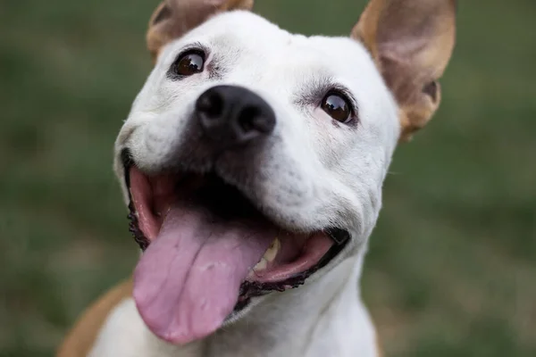 Friendly Dog Duży Uśmiech — Zdjęcie stockowe