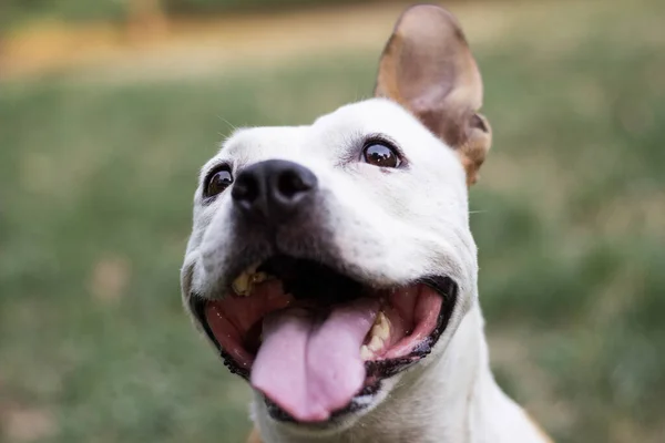 Friendly Dog Duży Uśmiech — Zdjęcie stockowe