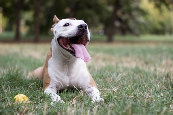 Freundlicher Hund Mit Einem Breiten Lächeln — Stockfoto