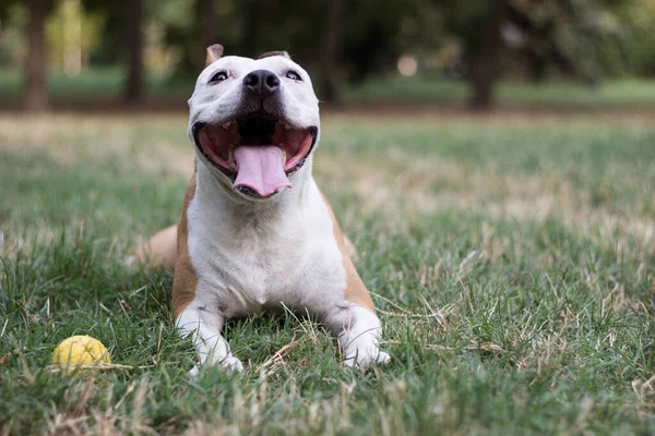 Friendly Dog having a big smile