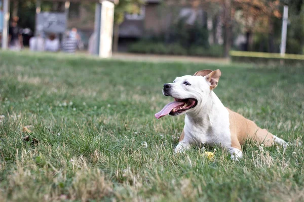 Friendly Dog Having Big Smile — 스톡 사진