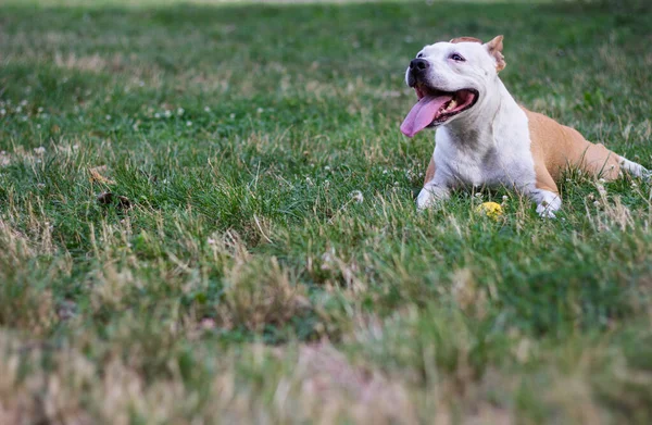 Friendly Dog Having Big Smile — 스톡 사진