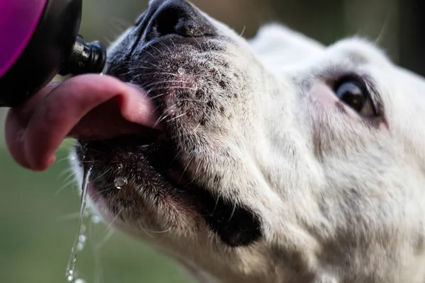 Dog drinking water from a bottle. Enjoying in the public park, outdoors