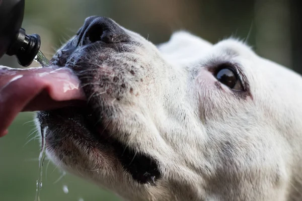 Dog drinking water from a bottle. Enjoying in the public park, outdoors