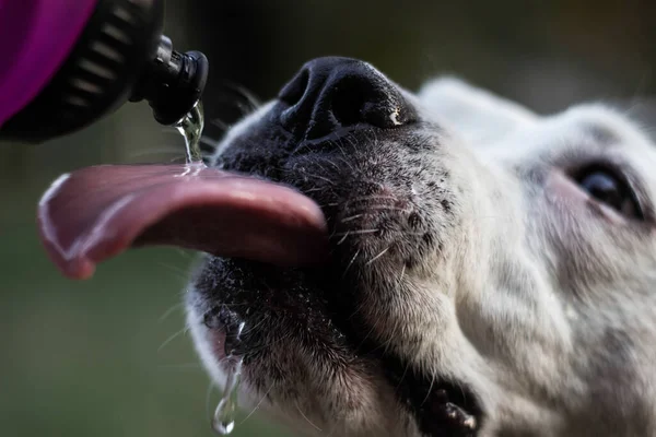 Dog drinking water from a bottle. Enjoying in the public park, outdoors