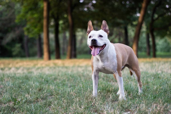 Friendly Dog having a big smile