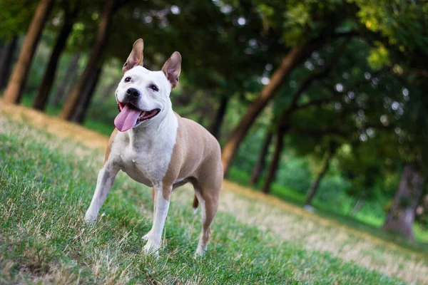 Friendly Dog Having Big Smile — Foto Stock