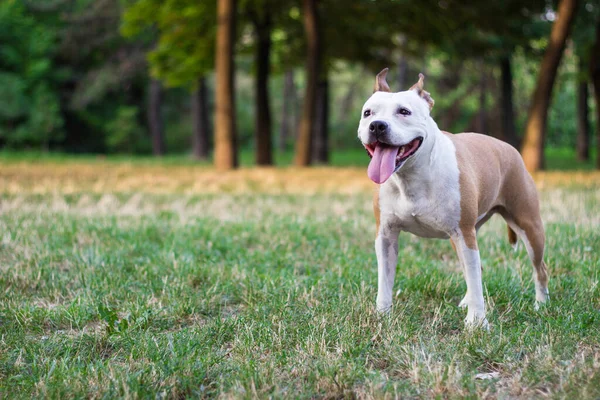 Friendly Dog having a big smile