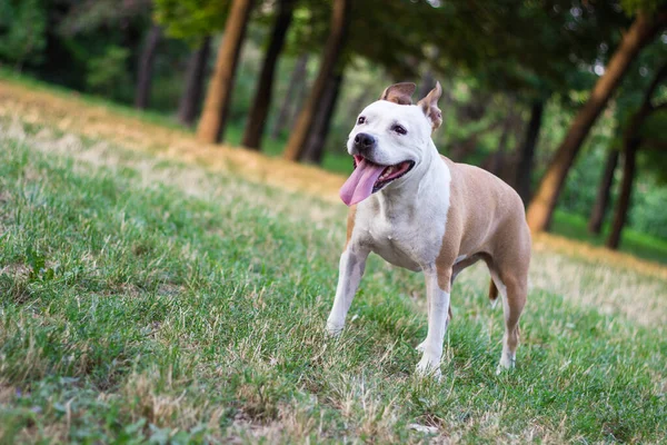 Cão Amigável Ter Grande Sorriso — Fotografia de Stock