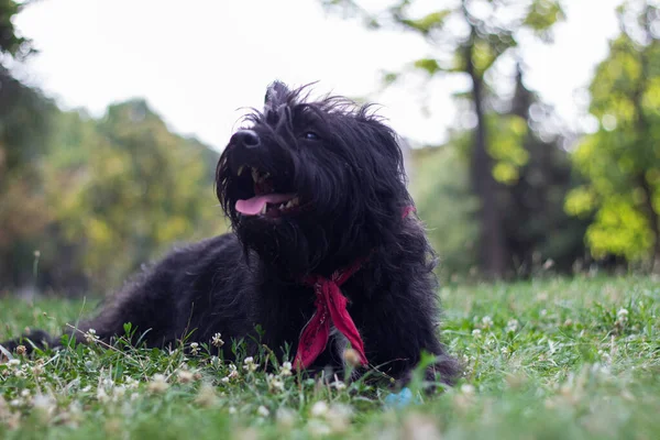 Lustiger Kleiner Hund Mit Herausgestreckter Zunge — Stockfoto