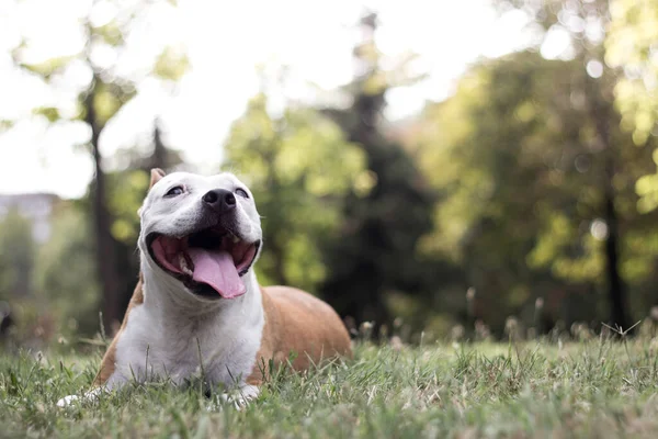 Friendly Dog having a big smile 