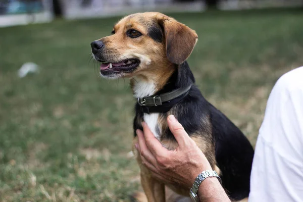 Собака Обнімається Своїм Власником Громадському Парку — стокове фото
