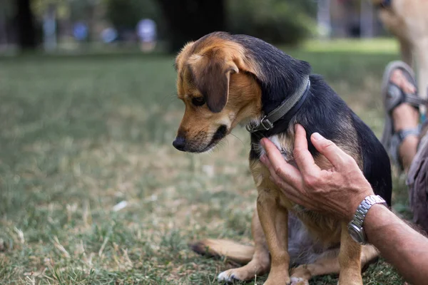 Dog is cuddling with his owner, in the public park