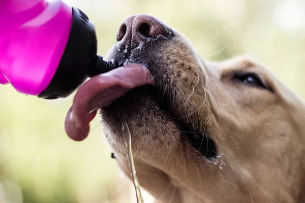 Dog drinking water from a bottle. Enjoying in the public park, outdoors