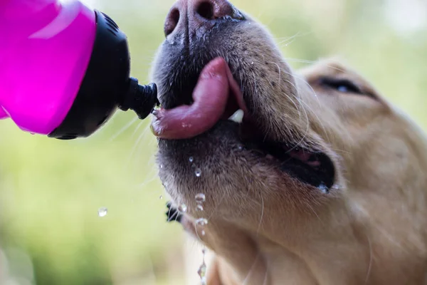 Dog drinking water from a bottle. Enjoying in the public park, outdoors