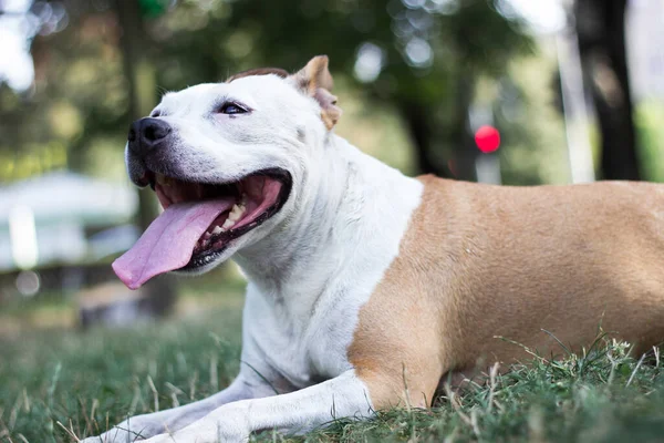 Friendly Dog Having Big Smile — 스톡 사진