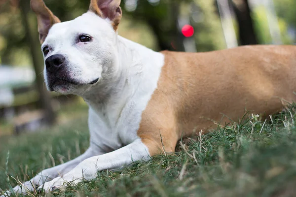 Freundlicher Hund Mit Einem Breiten Lächeln — Stockfoto