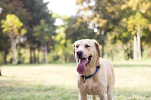 Piękny Pies Labrador Retriever Parku Słoneczny Dzień — Zdjęcie stockowe